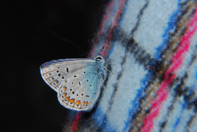 Farfalla - Polyommatus icarus